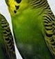 p0