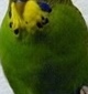 p0