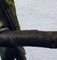 p0